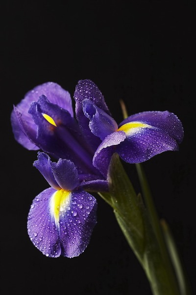 23588039_iris.jpg